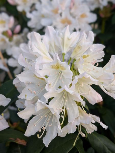 RHODODENDRON-XL-2