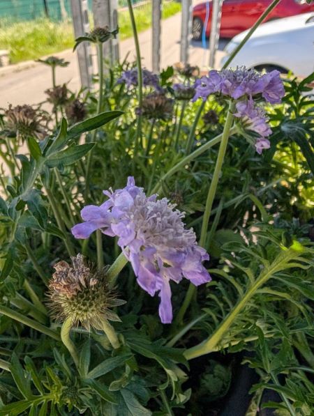 SCABIOSA SCABIOSA