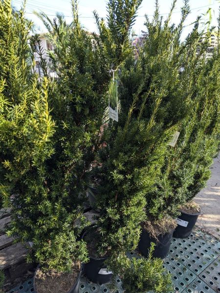 TAXUS-M-HICKSII-2 TAXUS-M-HICKSII-2
