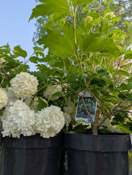 VIBURNUM-BOULE-DE-NEIGE