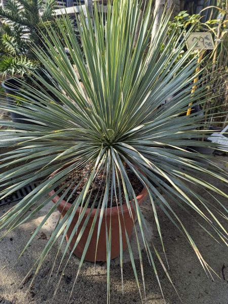 YUCCA-ROSTRATA-YUCCA-BLEU YUCCA-ROSTRATA-YUCCA-BLEU