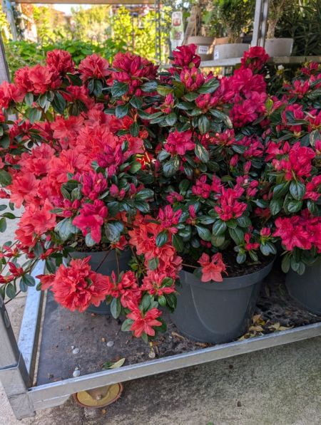 azalea-xxl