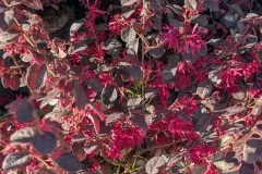 loropetalum Dès  4€ au godet 19€50 / 25€ / 45€/ 149€