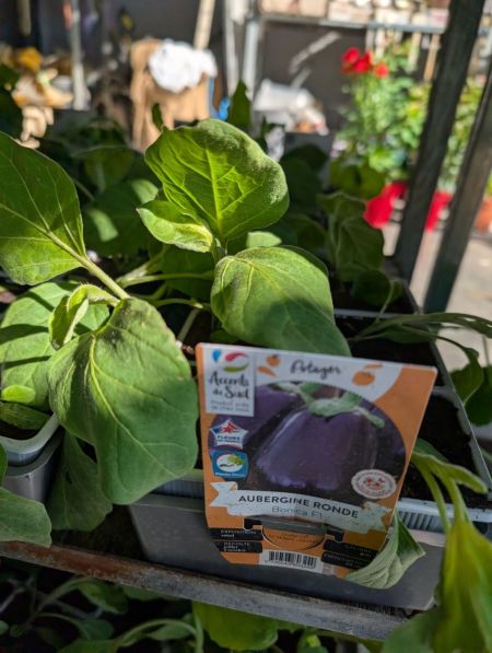 plants-10