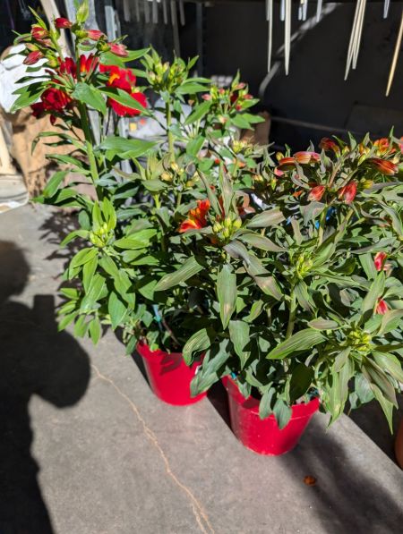 plants-15 plants-15