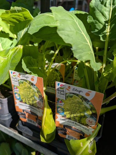 plants-8