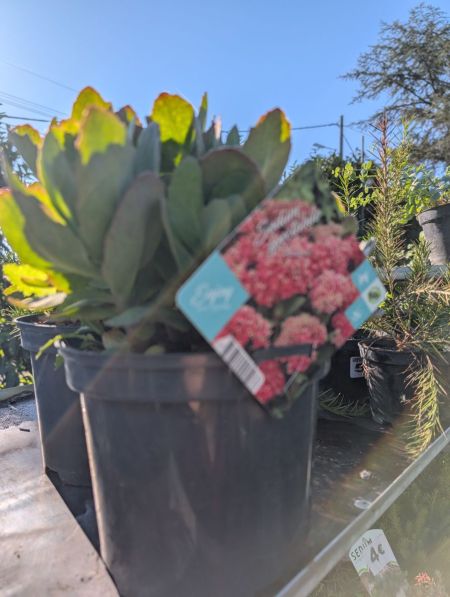 sedum-spectabilis sedum-spectabilis