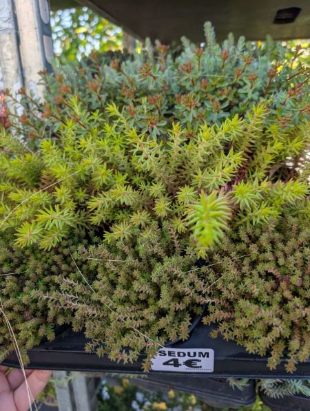 sedum