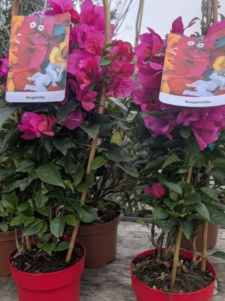 BOUGAINVILLIER