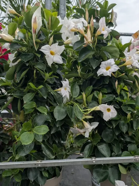 DIPLADENIA-EXTRA