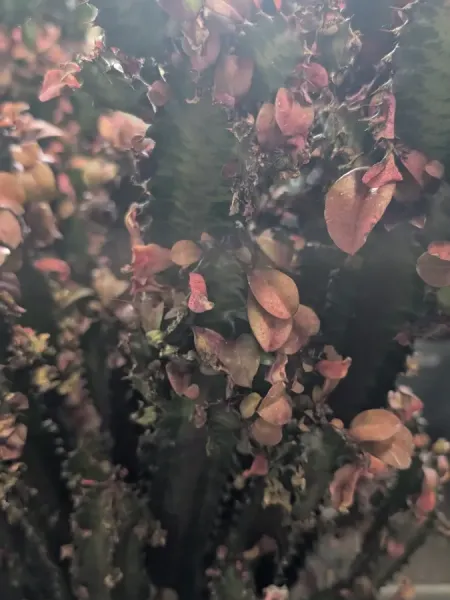 EUPHORBE-CACTE