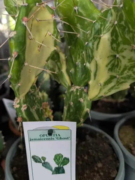 EUPHORBE-CACTUS-PANACHE-1