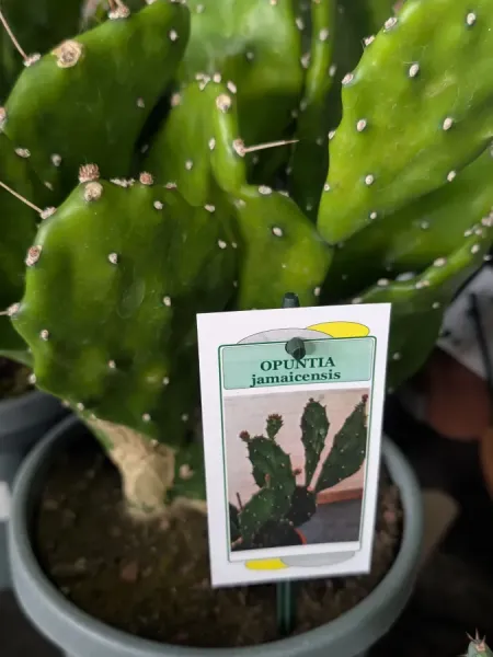EUPHORBE-CACTUS-PANACHE-2