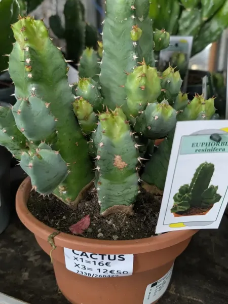 EUPHORBE-CACTUS-PANACHE-3