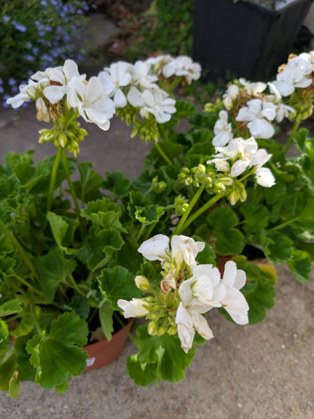 GERANIUM-ZONAL-PIED-MERE