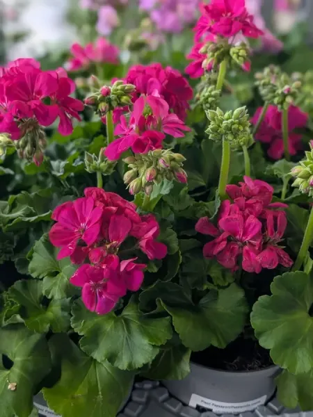 GERANIUMS  5€