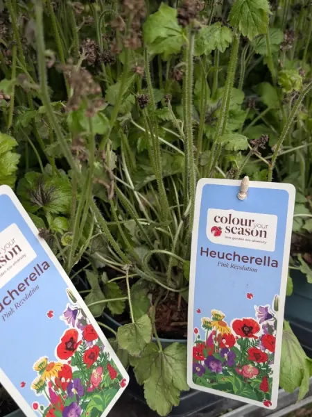 HEUCHERE