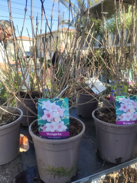 WEIGELIA NANA