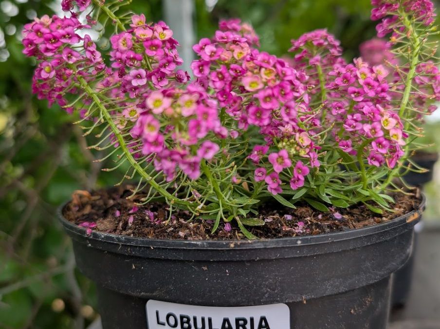 LOBULARIA