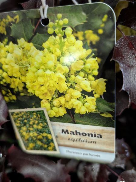 MAHONIA A FEUILLE DE HOUX 14€
