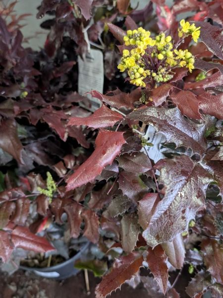 MAHONIA AQUAFOLIUM 14€