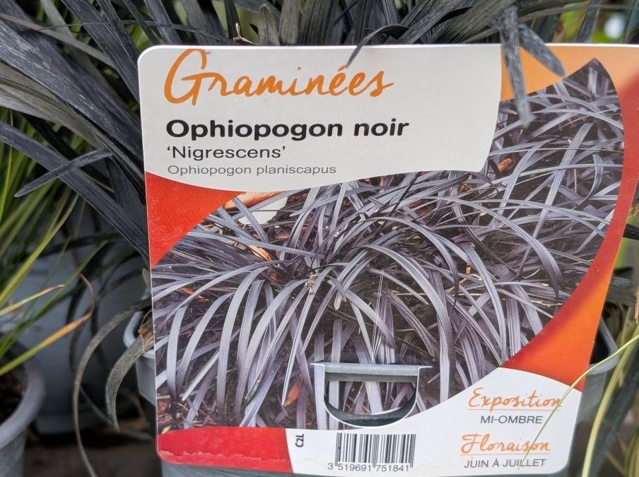 OPHIOCODON-MUGUET-NOIR-2
