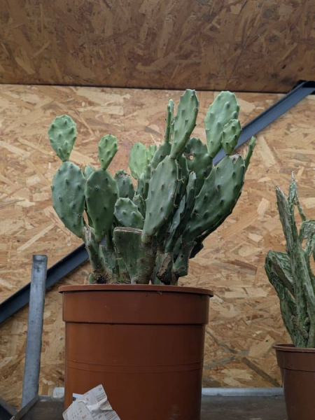 OPUNTIA-MIX- divers 25€
