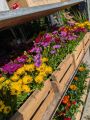 OSTEOSPERMUM OSTEOSPERMUM