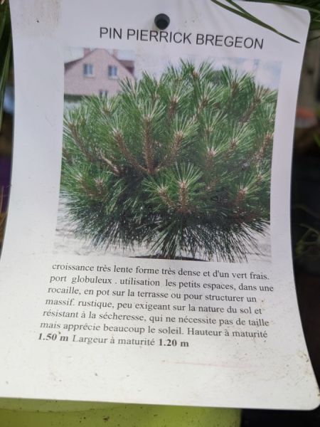 PIN PIERRICK BREGEON BONSAI - 29€