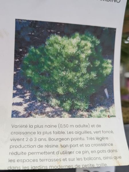 PIN GAELLE BREGEON BAMBINO BONSAI- 29€