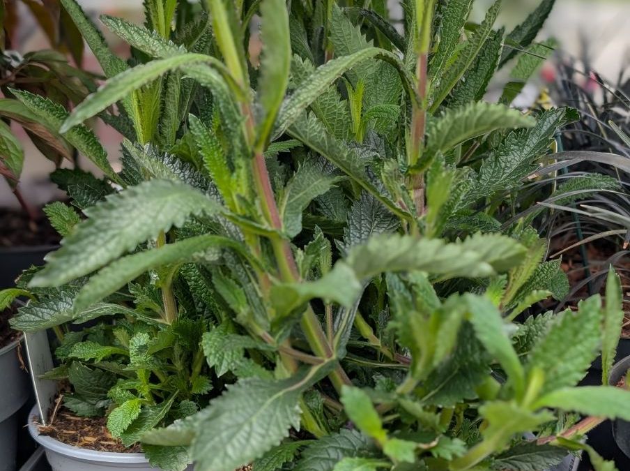 VERVEINE-DE-BUENOS-AIRES