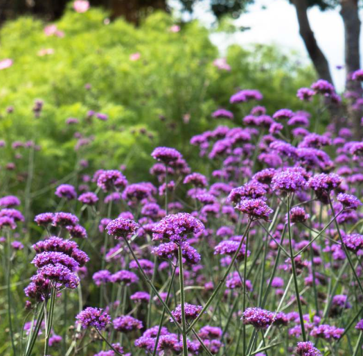 VERVEINE-DE-BUENOS-AIRES