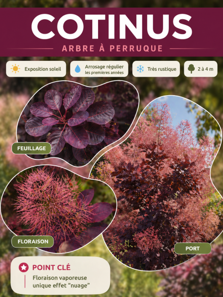 cotinus