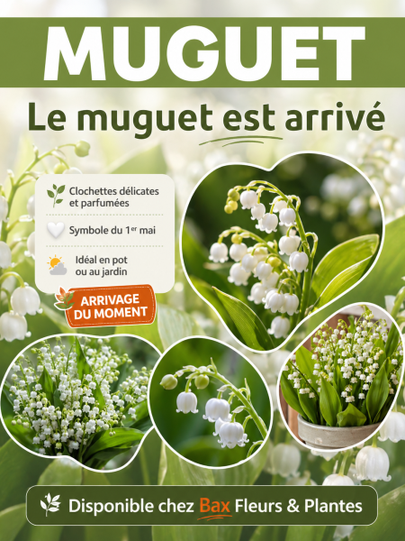 muguet