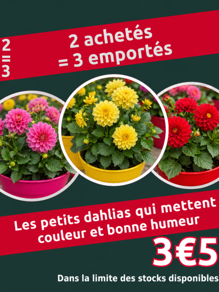 promo-dalhia