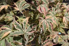 ACER-PALMATUM