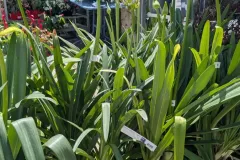 AGAPANTHE