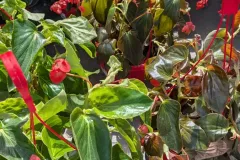 BEGONIA-1