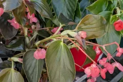 BEGONIA-2