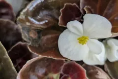 BEGONIAS-1