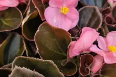 BEGONIAS-2