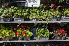 BEGONIAS-GERANIUM
