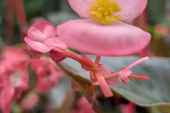 BEGONIAS