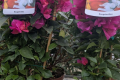 BOUGAINVILLIER