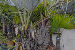 BRAHEA-ARMATA-PALMIERR-BLEU-DU-MEXIQUE