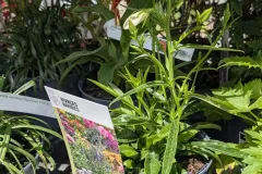 CAMPANULE