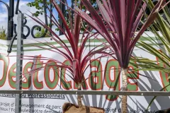 CORDYLINE