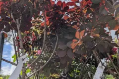 COTINUS-ROY