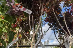 COTINUS