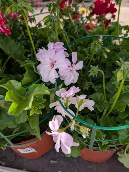 GERANIUM-DES-BALCONS-DOUBLE GERANIUM-DES-BALCONS-DOUBLE